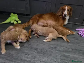 Cockapoo dogs Ready Now - Gorgeous Cockapoo Puppies - Advert 15
