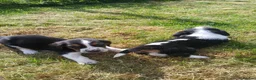 Mixed Breed dogs for sale: Basset x beagle puppies  in Rhayader - Advert 10