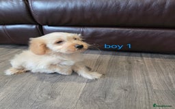 Cockapoo dogs for sale: Adorable cockapoo pups ready to go 🐶 - Image 26