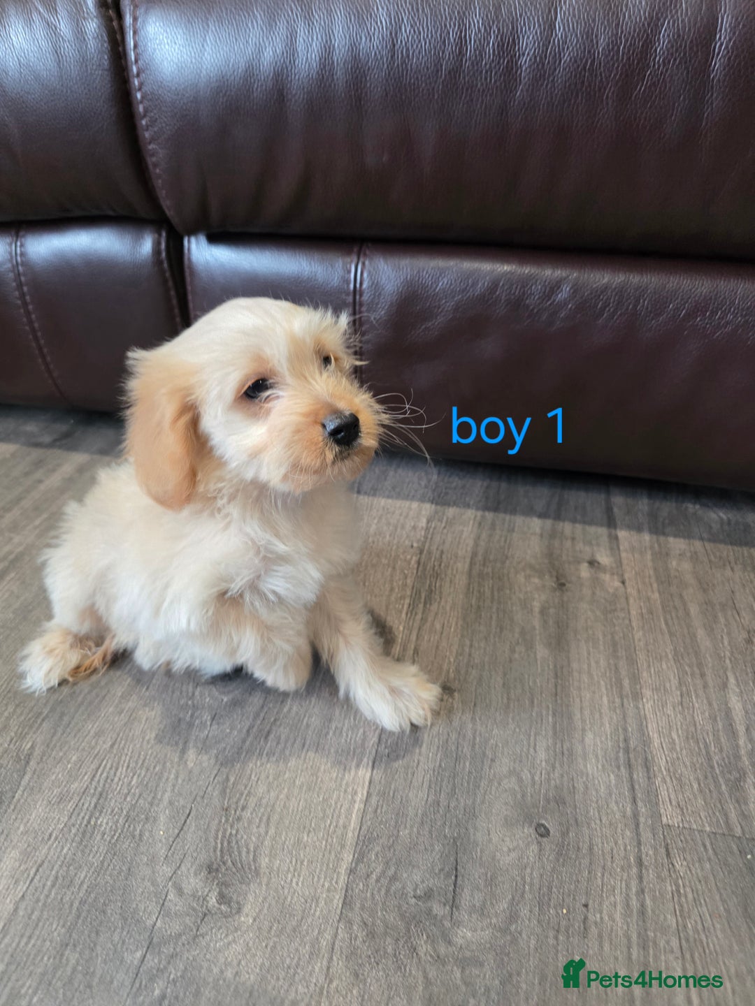 Cockapoo dogs for sale: Adorable cockapoo pups ready to go 🐶 - Image 26