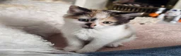 Mixed Breed cats for sale: *LAST KITTEN LEFT* REDUCED Kittens for sale  - Advert 1