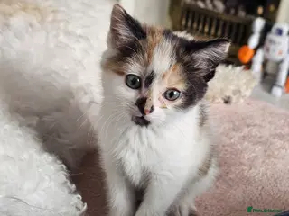 Mixed Breed cats *LAST KITTEN LEFT* REDUCED Kittens for sale - Advert 1
