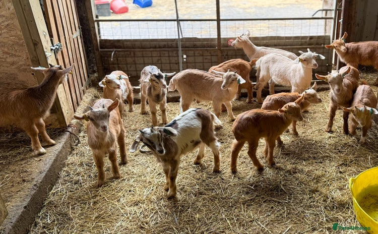 Goats livestock - Advert 1