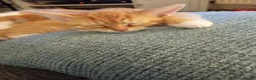 Mixed Breed cats for sale: Adorable kittens ready for forever/loving home - Advert 7