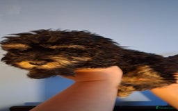 Cockapoo dogs for sale: Miniature heath tested cockapoos - Image 17
