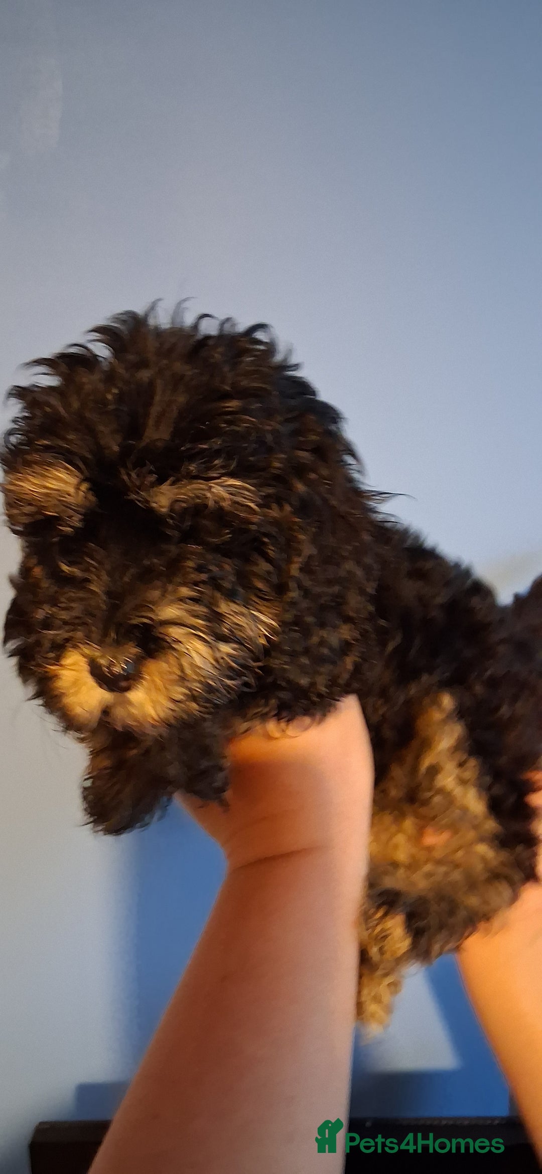 Cockapoo dogs for sale: Miniature heath tested cockapoos - Image 17