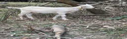 Goats livestock for sale: Intact Anglo Nubian billy goat kid for sale - Advert 3