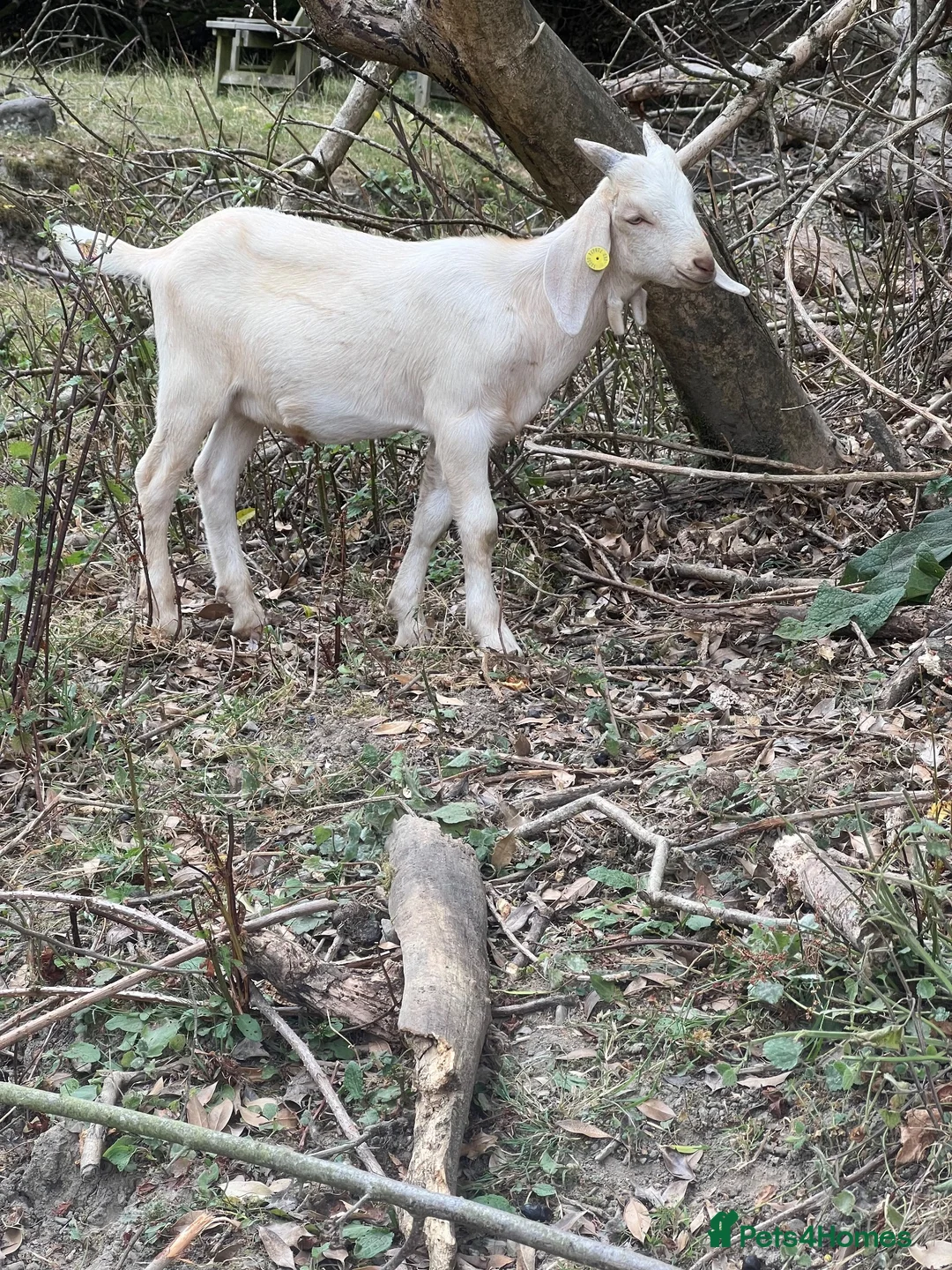 Goats livestock for sale: Intact Anglo Nubian billy goat kid for sale - Advert 3