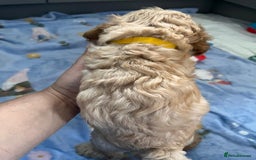 Cavapoo dogs for sale: * Cavapoo Boys available * - Image 13