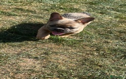 French Bulldog dogs for sale: Teddy bear floodle  - Image 3