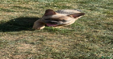 French Bulldog dogs - Advert 5