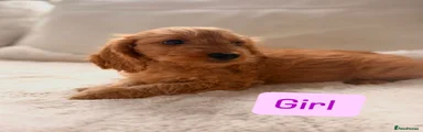 Cockapoo Puppy 7