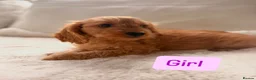 Cockapoo dogs for sale: F1 Golden Cockapoo Puppies  - Advert 6