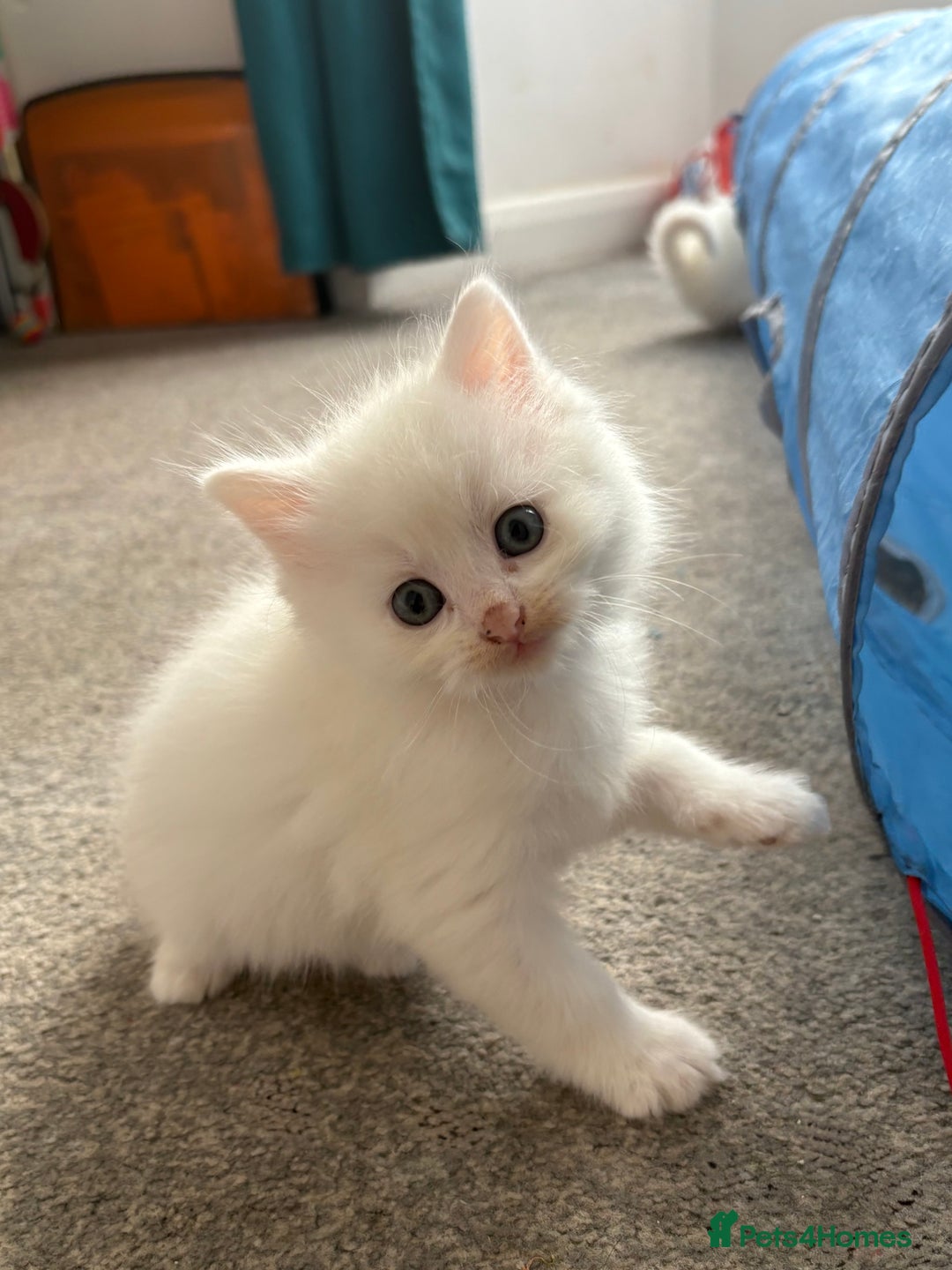 Mixed Breed cats for sale: White fluffy kittens for sale  - Image 8