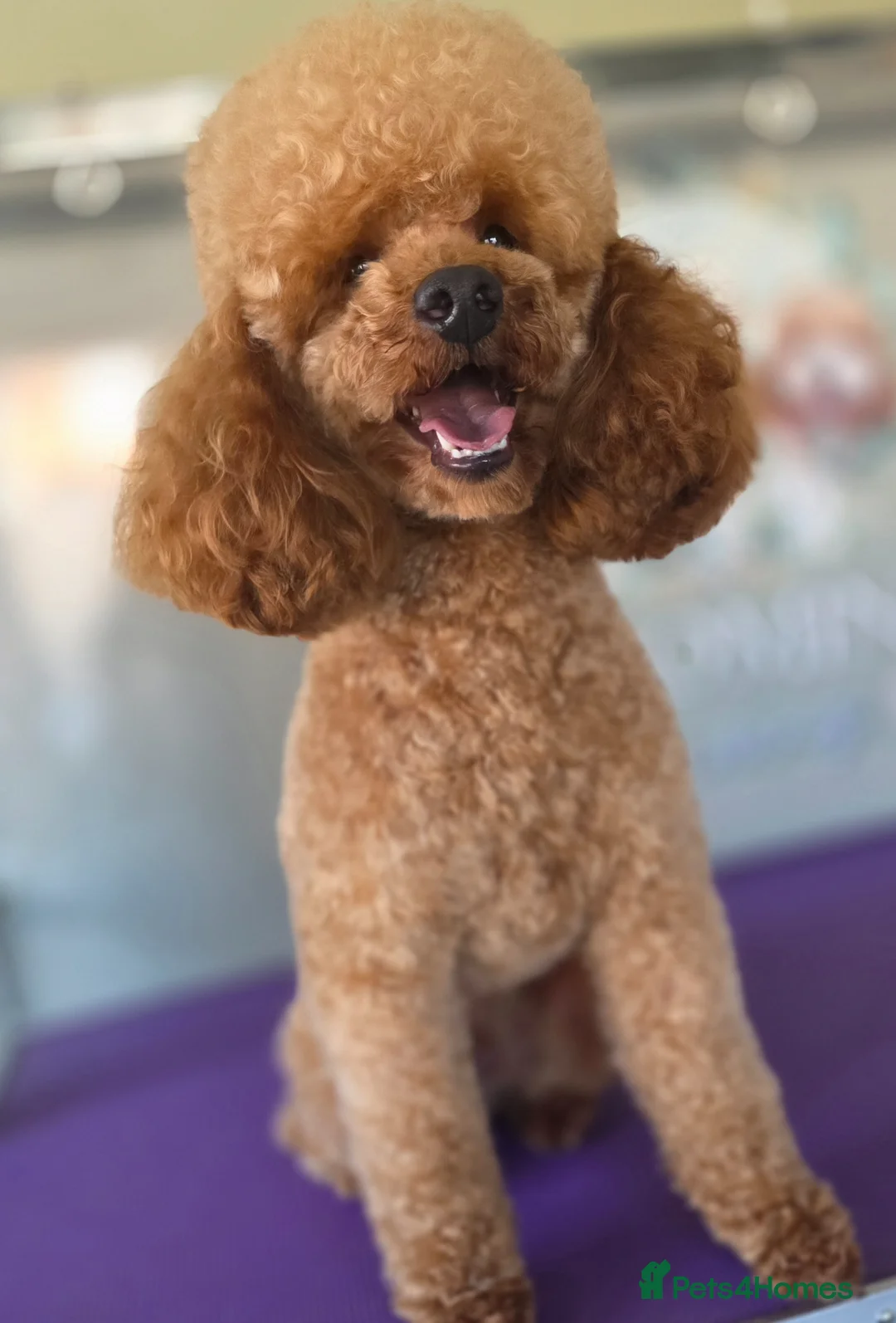 Toy Poodle dogs for stud: Misscavs Cremeberry Puff Toy Poodle Stud - Advert 10