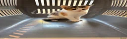 Mixed Breed cats for sale: Stunning Mixed Breed Kittens in London - Advert 12