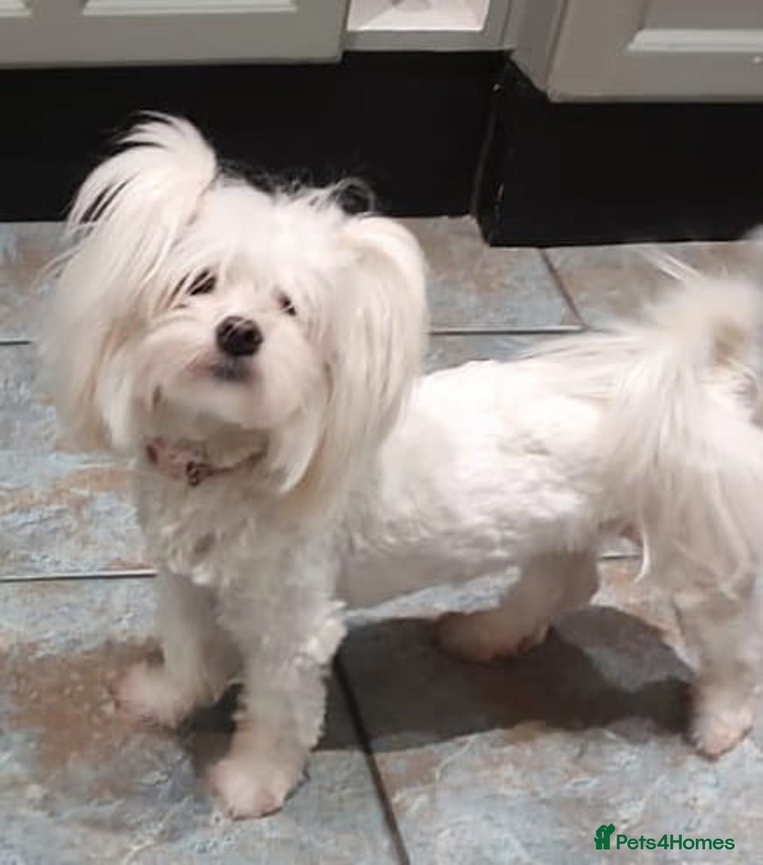 Maltipoo dogs for sale: Wait List Open F1 Genuine Toy Maltipoo - Image 16