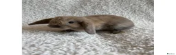 Mini Lop rabbits for sale: 🐰Mini lop rabbits for sale🐰 in Newport - Advert 3