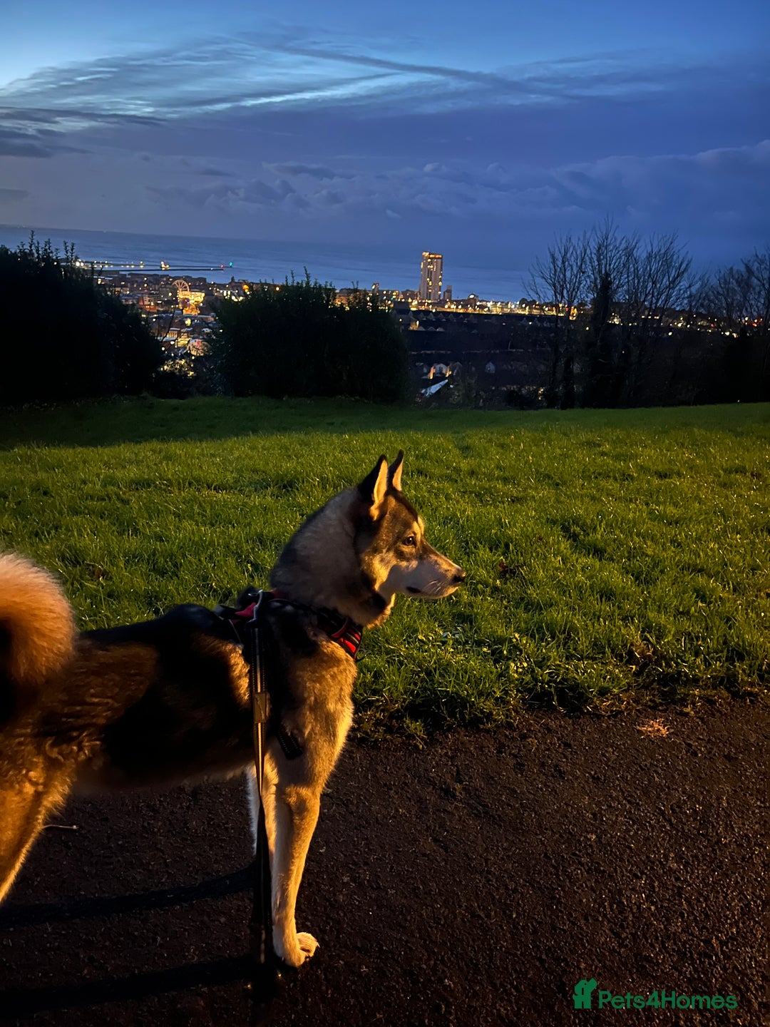 Pomsky dogs for sale: 3 year old Pomsky - Advert 4