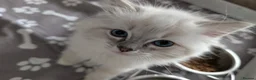 Ragdoll cats for sale: Kitten in Livingston - Advert 5