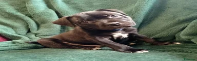 Staffordshire Bull Terrier 1