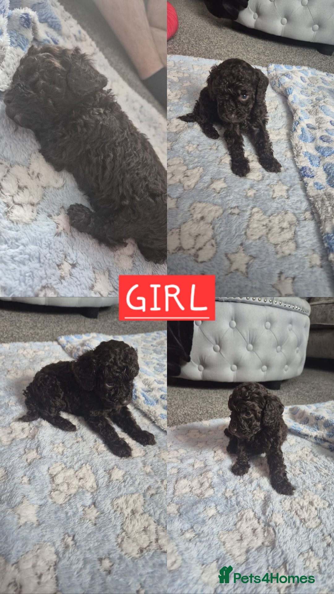 Cockapoo dogs for sale: F2 Cockapoos - Image 2