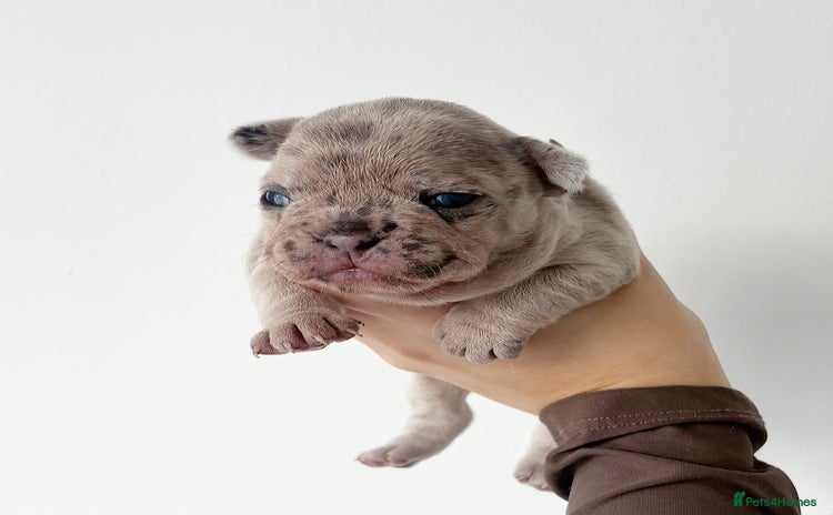 French Bulldog dogs - Advert 1