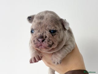 French Bulldog dogs - Advert 1