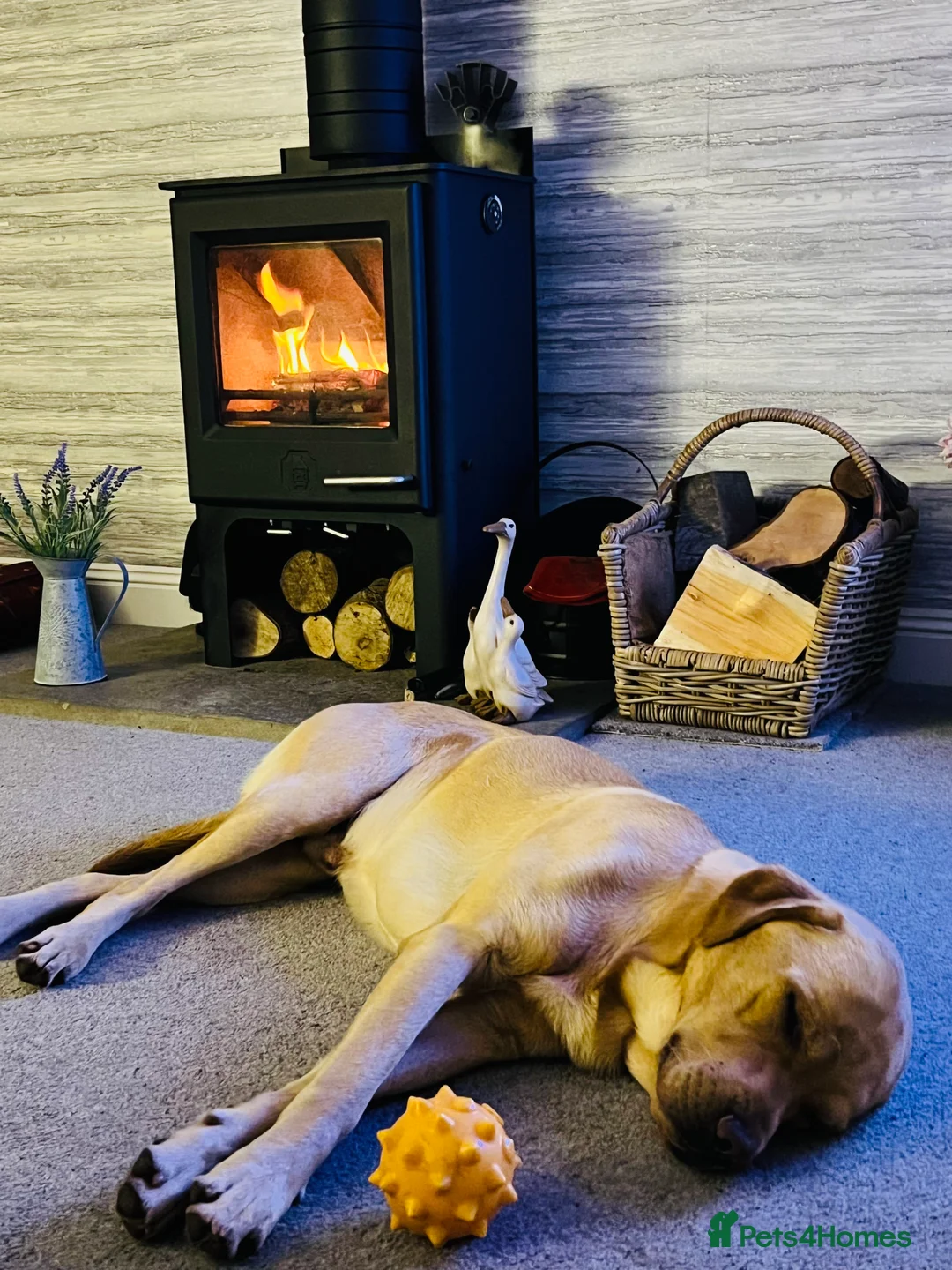 Labrador Retriever dogs for sale: Gorgeous Boy Labrador ( almost 3) - Advert 4