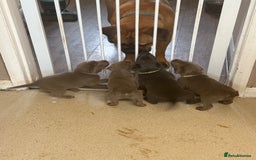 Labrador Retriever dogs for sale: Stunning silver / charcoal puppies - Image 5