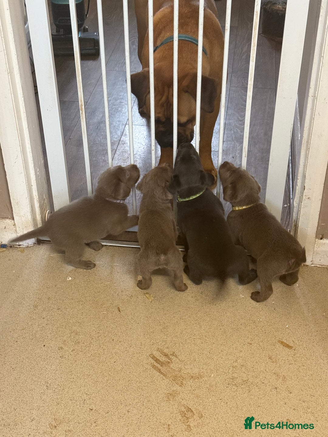 Labrador Retriever dogs for sale: Stunning silver / charcoal puppies - Image 5