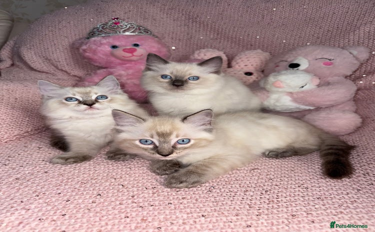 Ragdoll cats - Advert 16