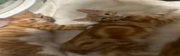 Mixed Breed cats for sale: Three beautiful ginger kittens  - Advert 8