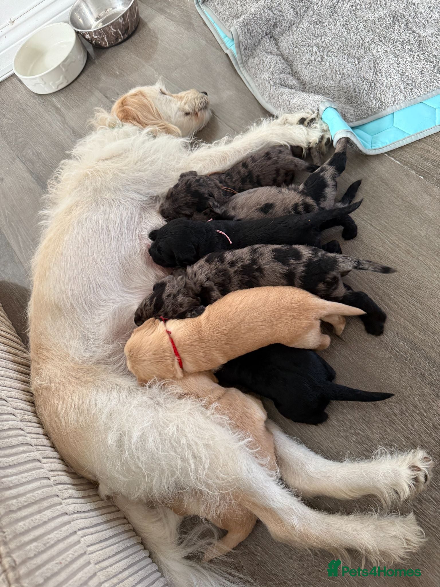 Labradoodle dogs Beautiful F2 Labradoodle Puppies. - Advert 1