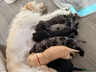 Labradoodle dogs Beautiful F2 Labradoodle Puppies. - Advert 4