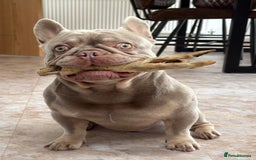 French Bulldog dogs for stud: Stocky New shade Isabella and tan Stud  - Image 5