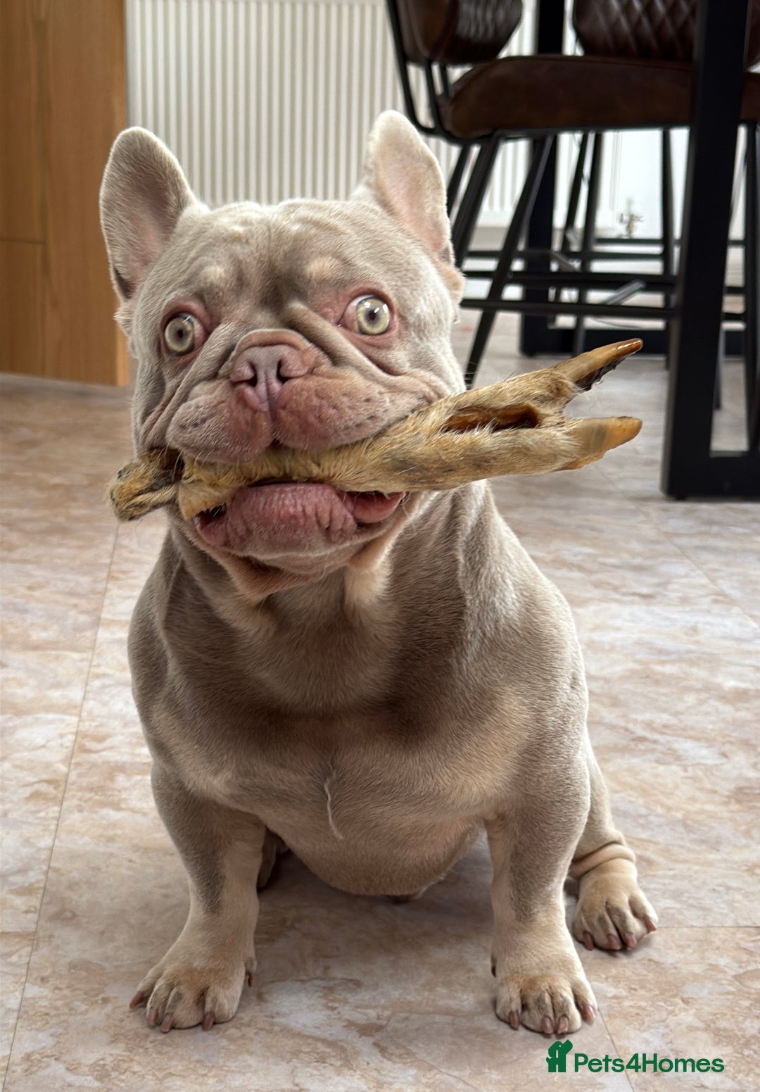 French Bulldog dogs for stud: Stocky New shade Isabella and tan Stud  - Image 5
