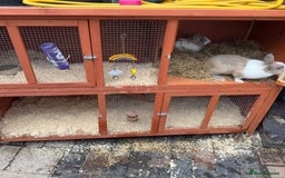 Mixed Breed rabbits for sale: 2 male rabbits with hutch - Image 6