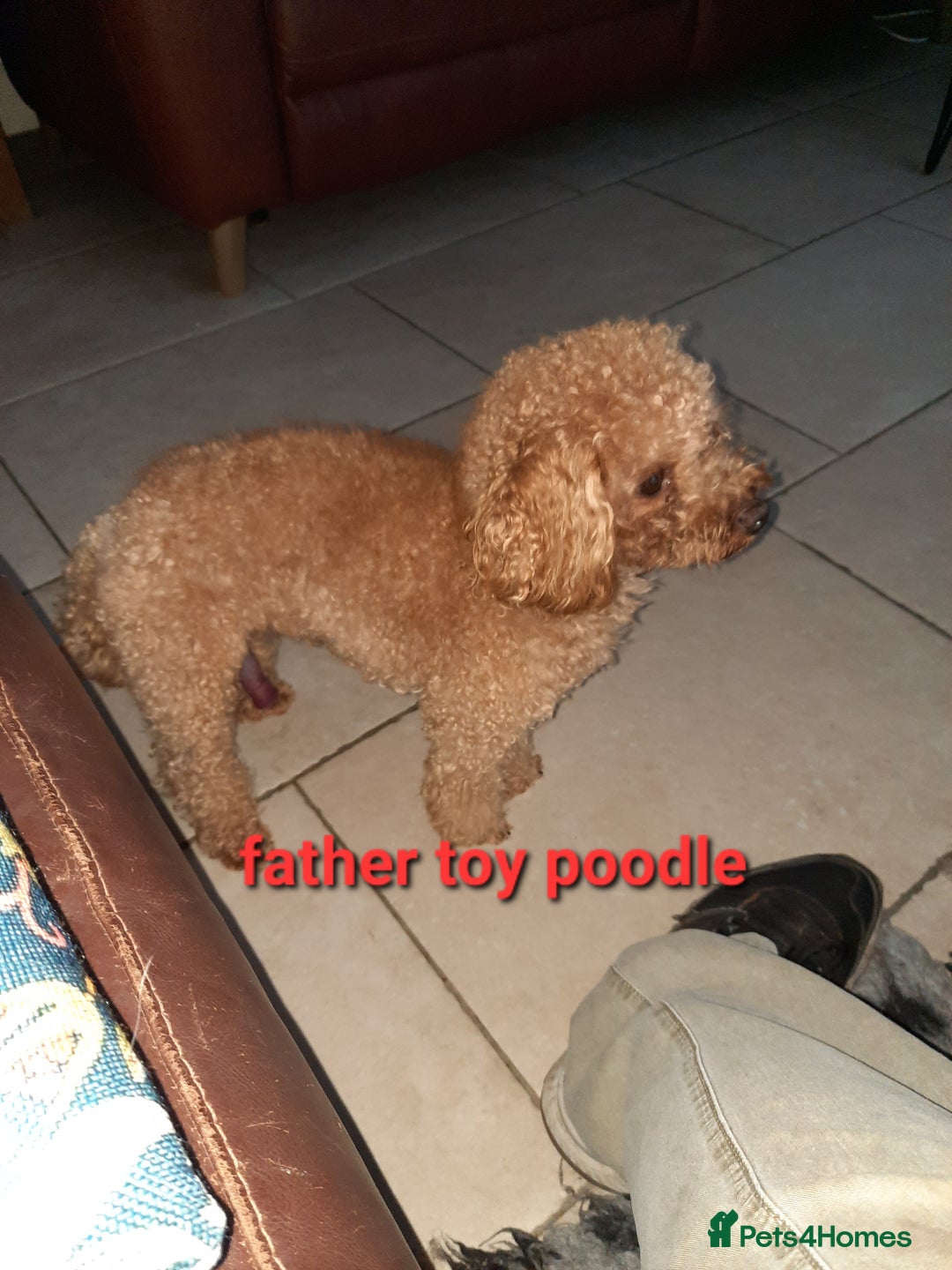 Labradoodle dogs for sale: F1 beautiful labradoodles  - Image 4