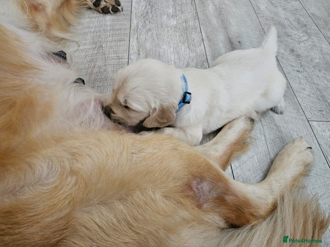 Golden Retriever dogs for sale: Golden retriever puppies - Image 10