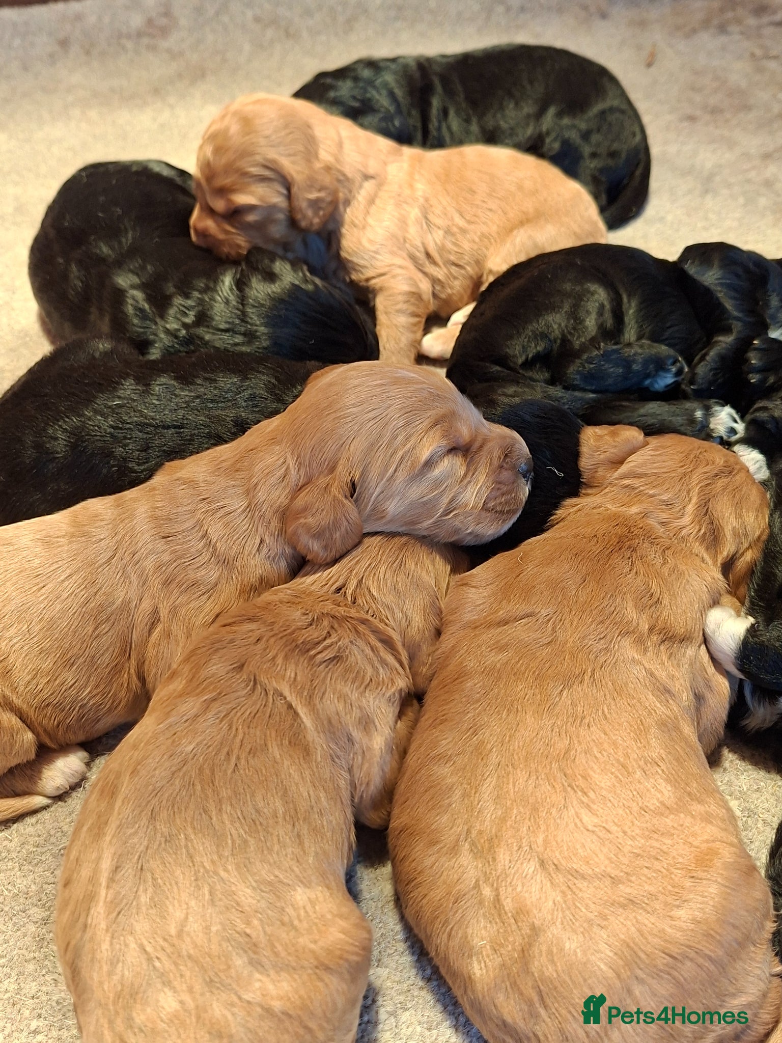 Cockapoo dogs F1 cockapoo puppies - Advert 1