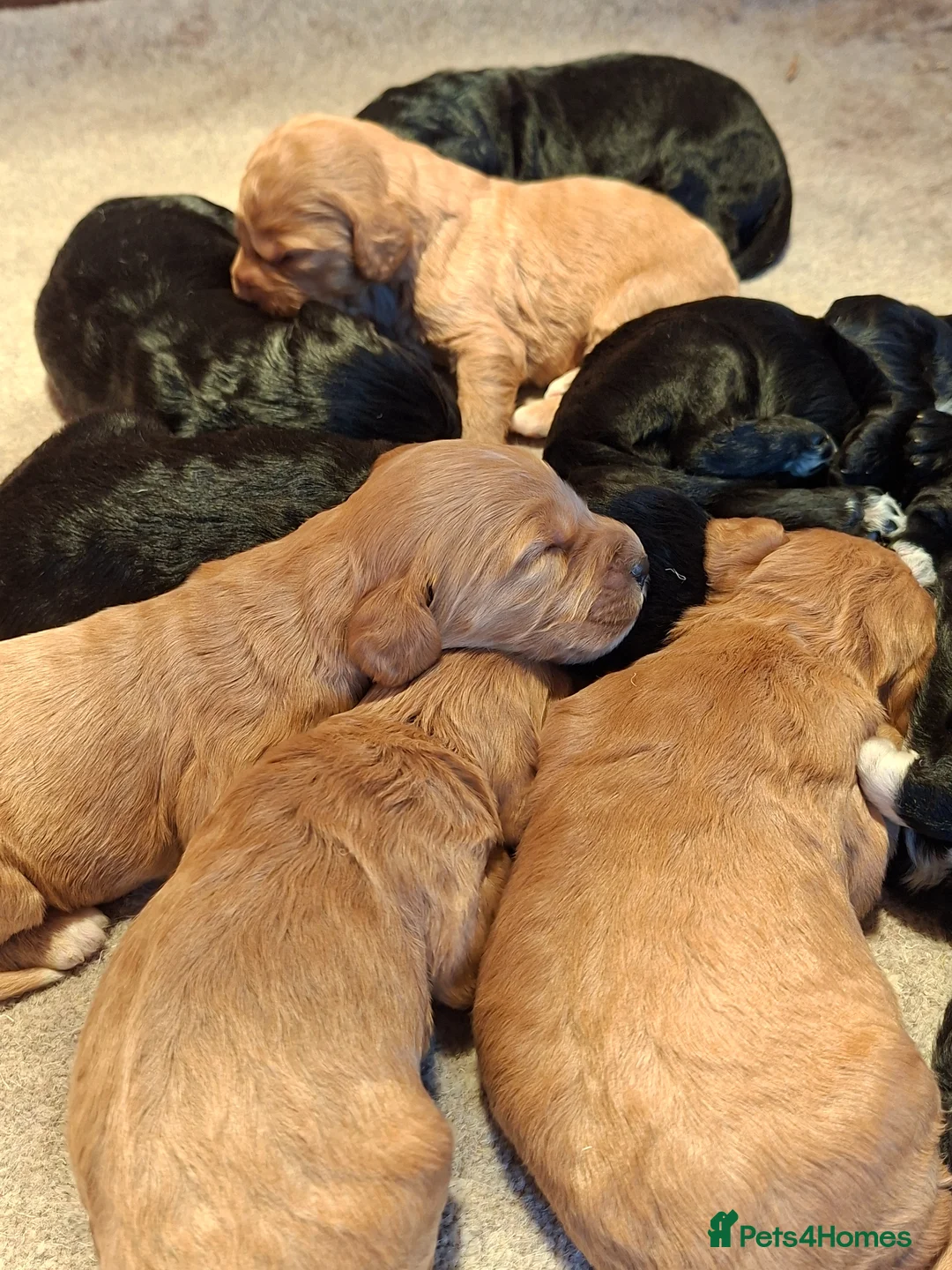 Cockapoo dogs for sale: F1 cockapoo puppies - Advert 1