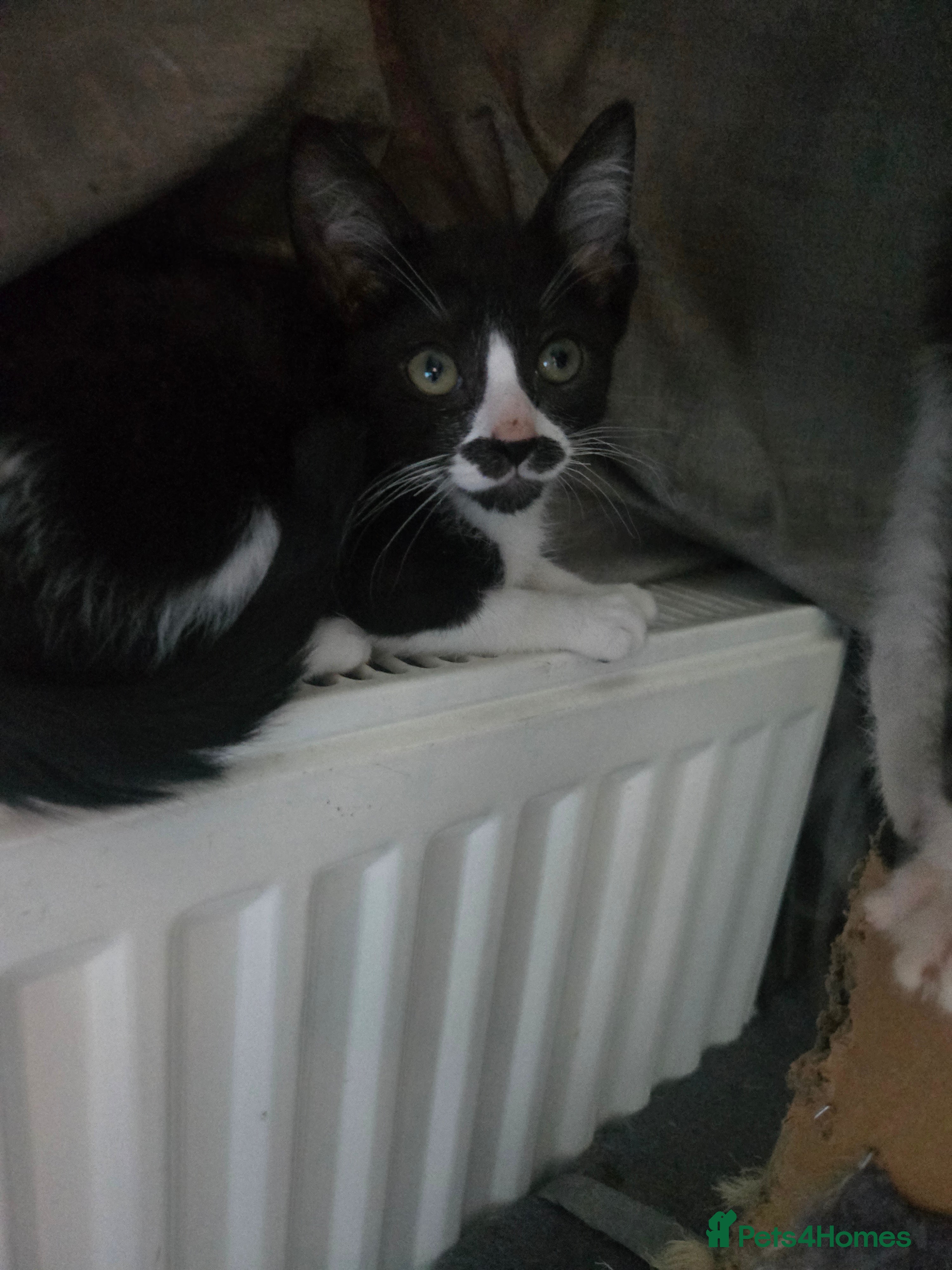 Mixed Breed cats REDUCED black and white boy and girl  - Advert 4
