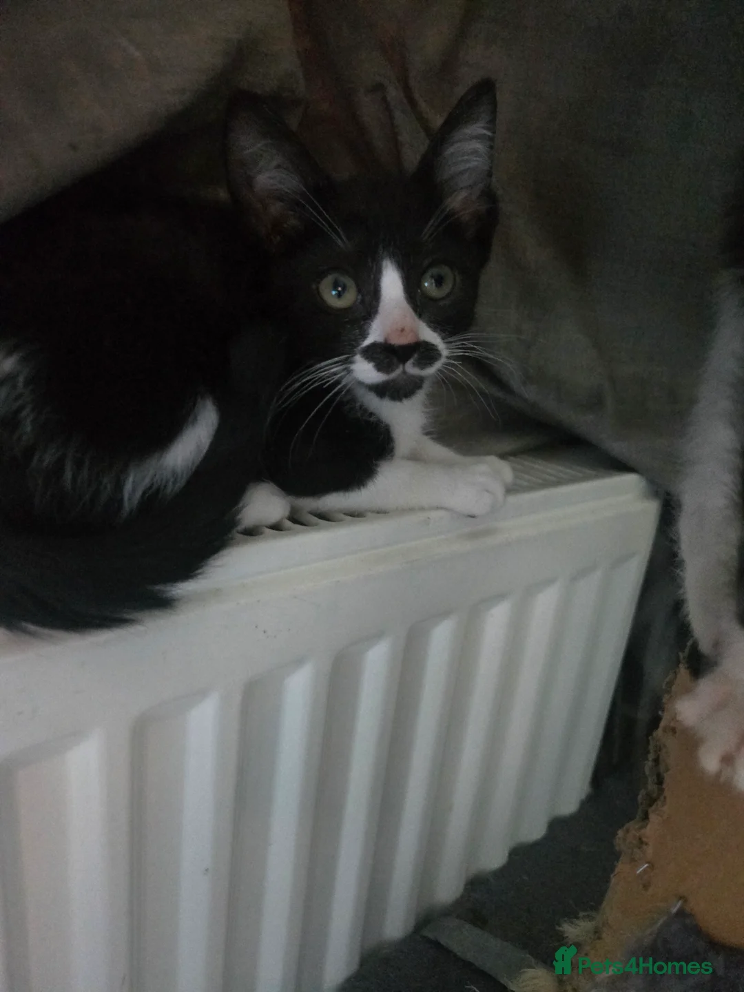 Mixed Breed cats for sale: REDUCED black and white boy and girl  - Advert 1
