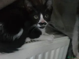 Mixed Breed cats REDUCED black and white boy and girl - Advert 4