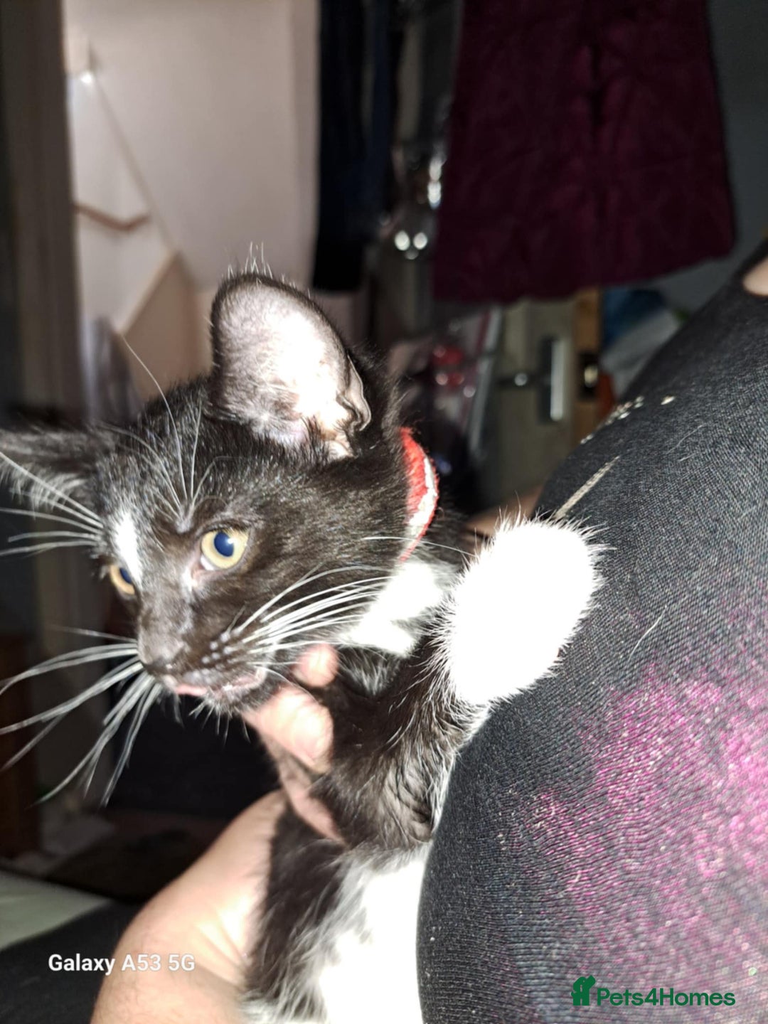 Savannah cats for sale: Savanah  in Spalding - Image 19