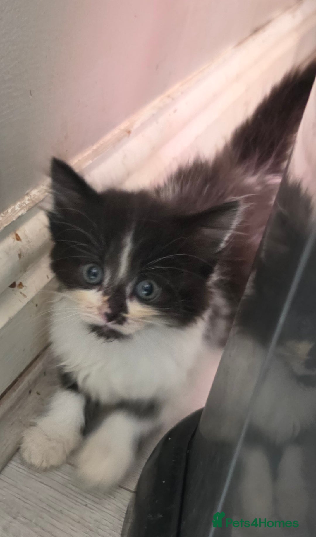 Mixed Breed cats for sale: Beautiful Calico Kittens - Image 14