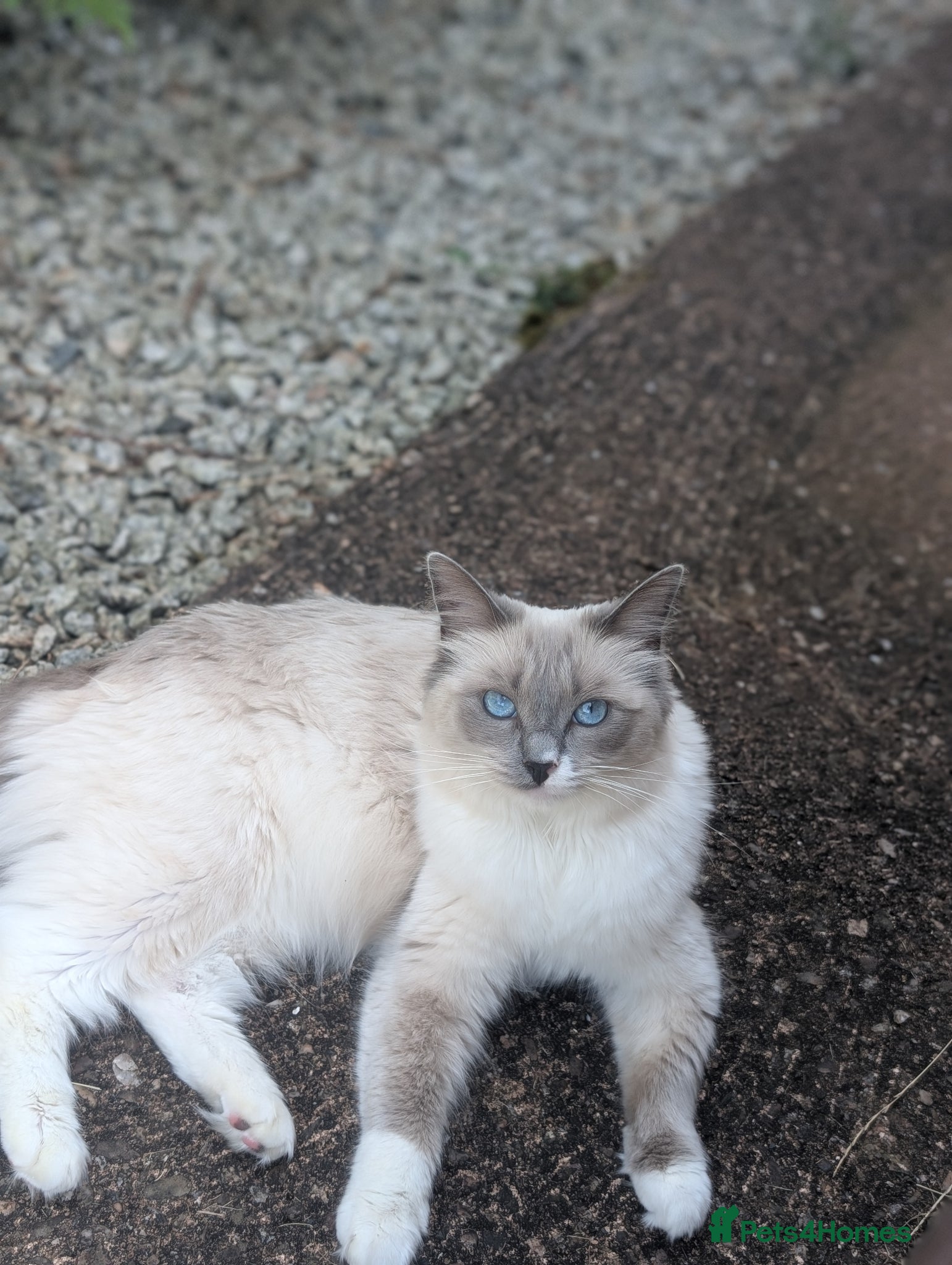 Ragdoll cats Expecting a litter on the 06 th June  - Advert 16
