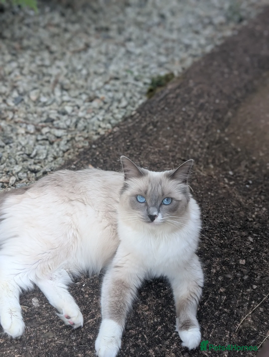 Ragdoll cats for sale: Expecting a litter on the 06 th June  in South Molton - Advert 1