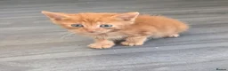Mixed Breed cats for sale: Kitten  - Advert 18